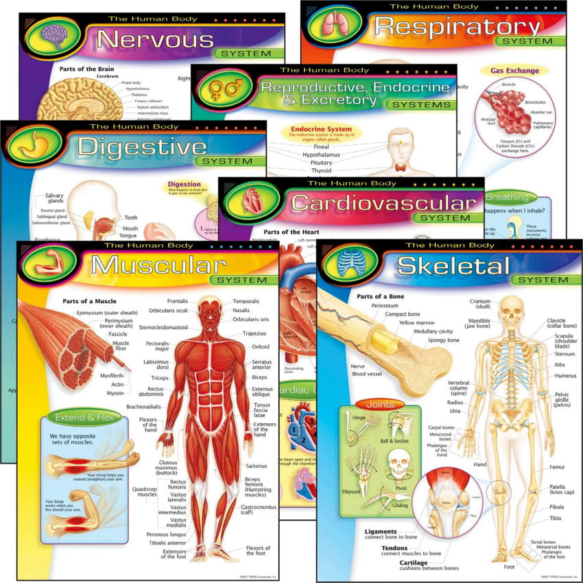 Trend® The Human Body Learning Charts Combo Pack